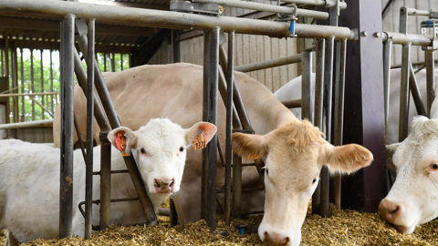 Pour Patrick Bénézit, président de la FNB, l'avenir de la filière de la viande passe par la garantie « de tarifs de vente sur toute la durée d'un prêt » bancaire, à la suite d'une installation en élevage allaitant. Pour Patrick Bénézit, président de la FNB, l'avenir de la filière de la viande passe par la garantie « de tarifs de vente sur toute la durée d'un prêt » bancaire, à la suite d'une installation en élevage allaitant.
